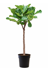 Ficus Lyrata na pniu
