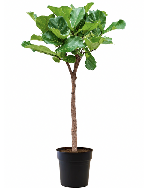 Ficus Lyrata