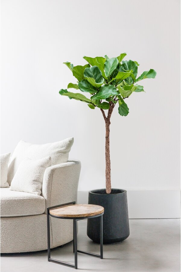 Ficus Lyrata na pniu