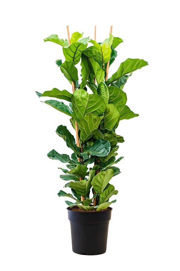Ficus Lyrata S