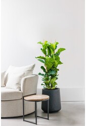 Ficus Lyrata S