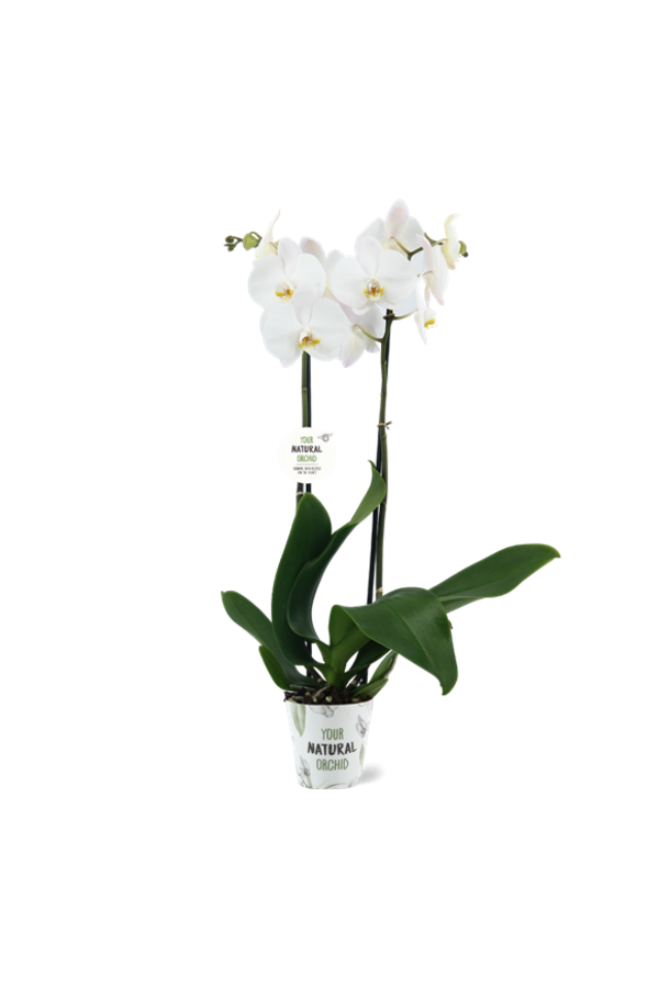 Orchidea biała Tweetak