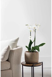 Orchidea biała Tweetak