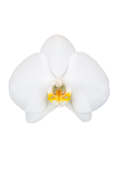Orchidea Biała Dwupędowa