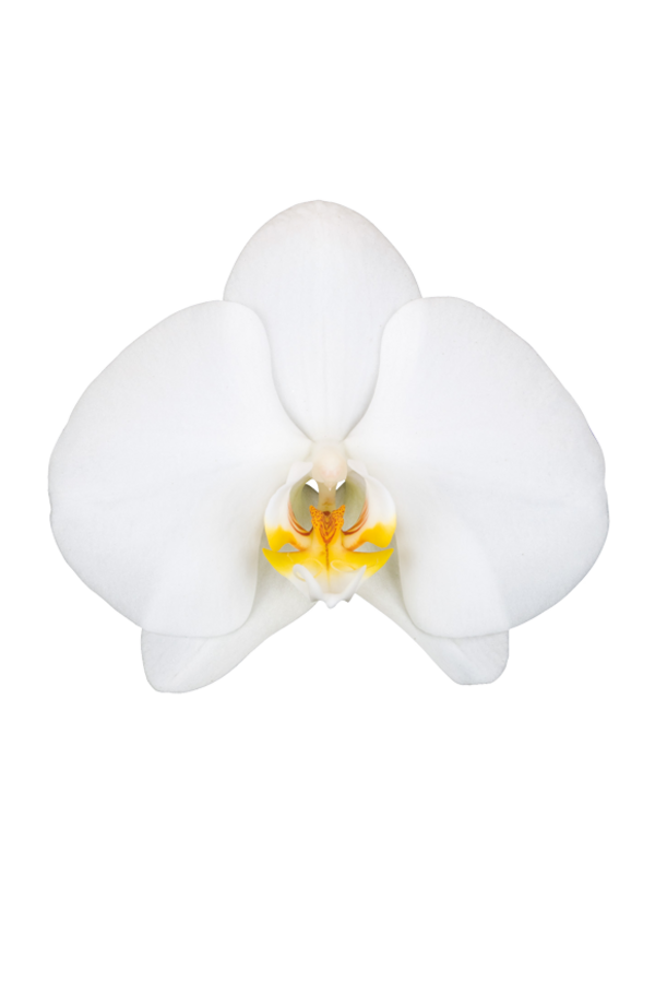Orchidea Biała Dwupędowa
