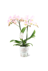 Orchidea Angles Eyes