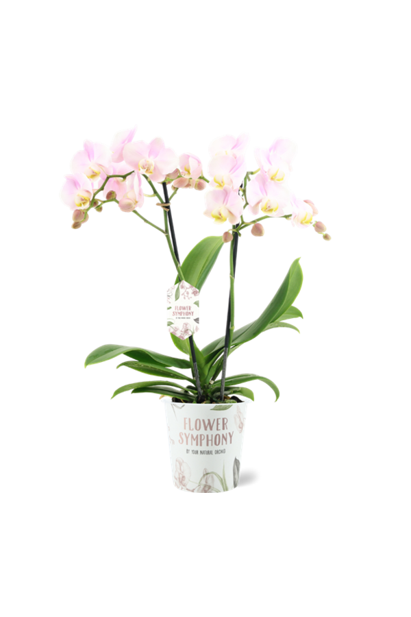 Orchidea Angles Eyes