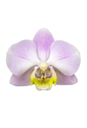 Orchidea Angles Eyes