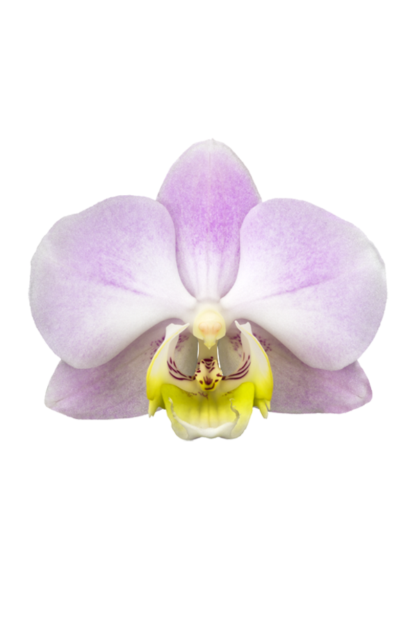 Orchidea Angles Eyes