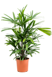 Rhapis Excelsa S