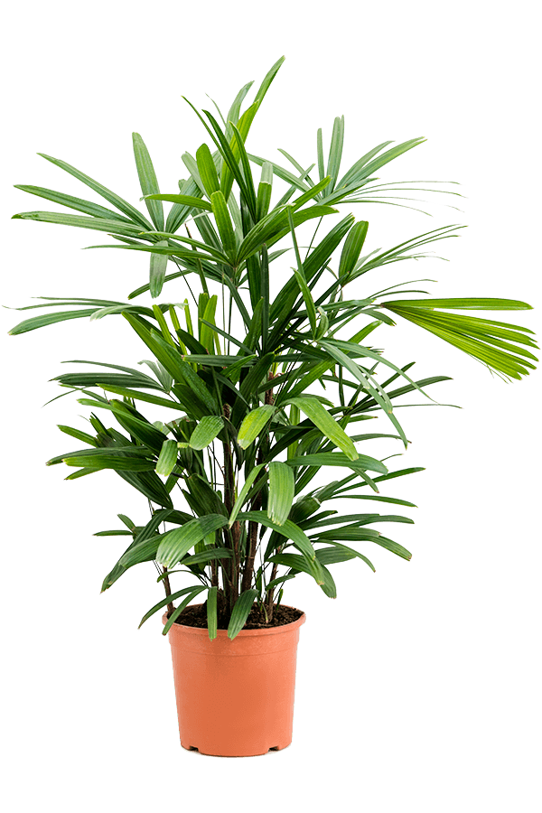 Rhapis Excelsa S