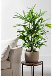 Rhapis Excelsa S