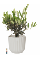 Drzewko oliwne w Elho