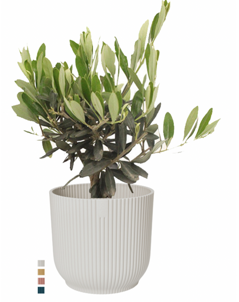 Drzewo oliwne w Elho