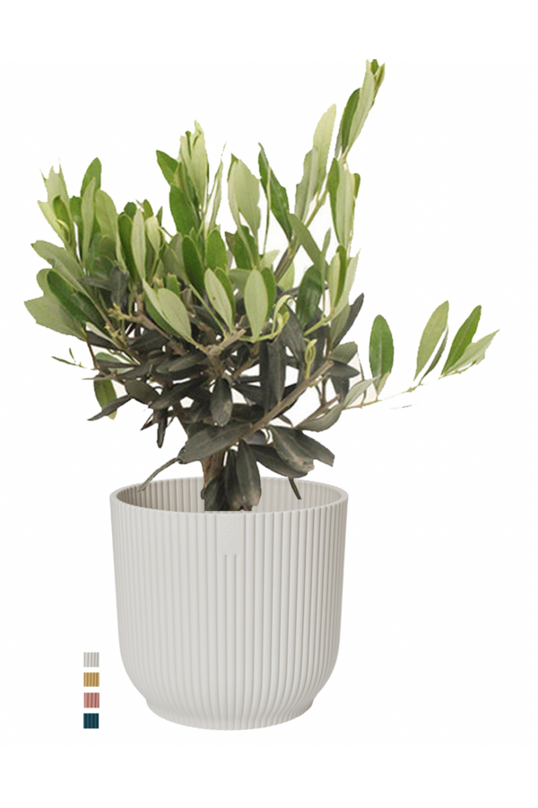 Drzewko oliwne w Elho