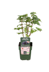 BIO Porzeczka Ribes Little Black Sugar