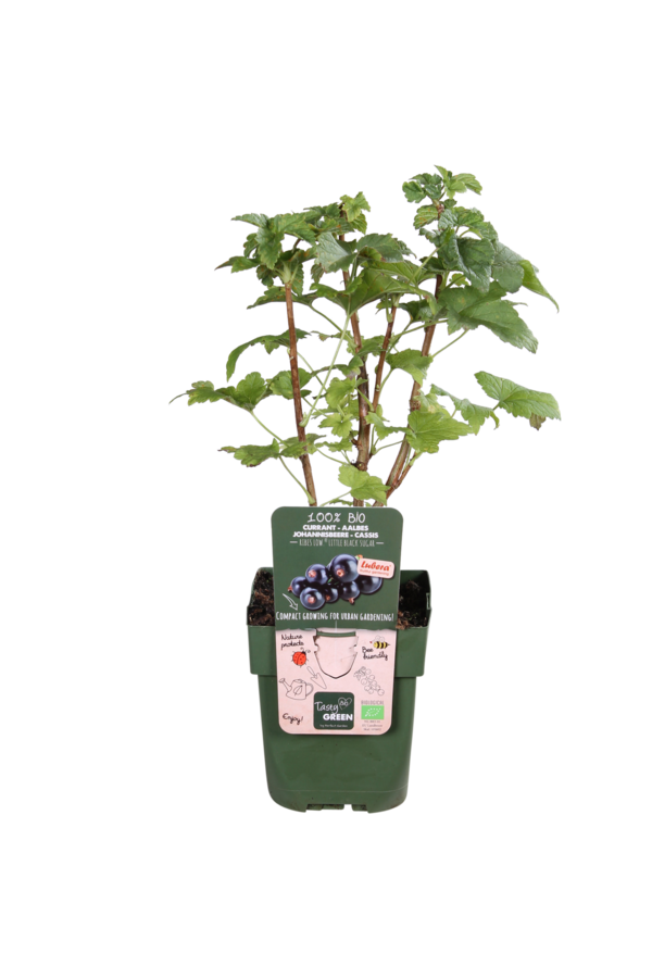 BIO Porzeczka Ribes Little Black Sugar