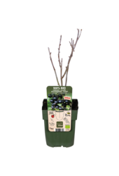 BIO Porzeczka Ribes Little Black Sugar