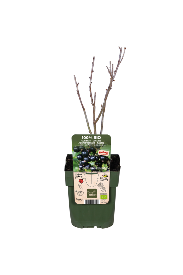 BIO Porzeczka Ribes Little Black Sugar