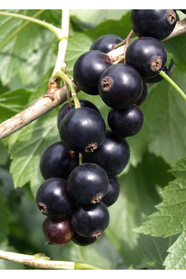 BIO Porzeczka Ribes Little Black Sugar