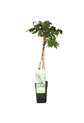 Wisteria Niebieski deszcz Alba