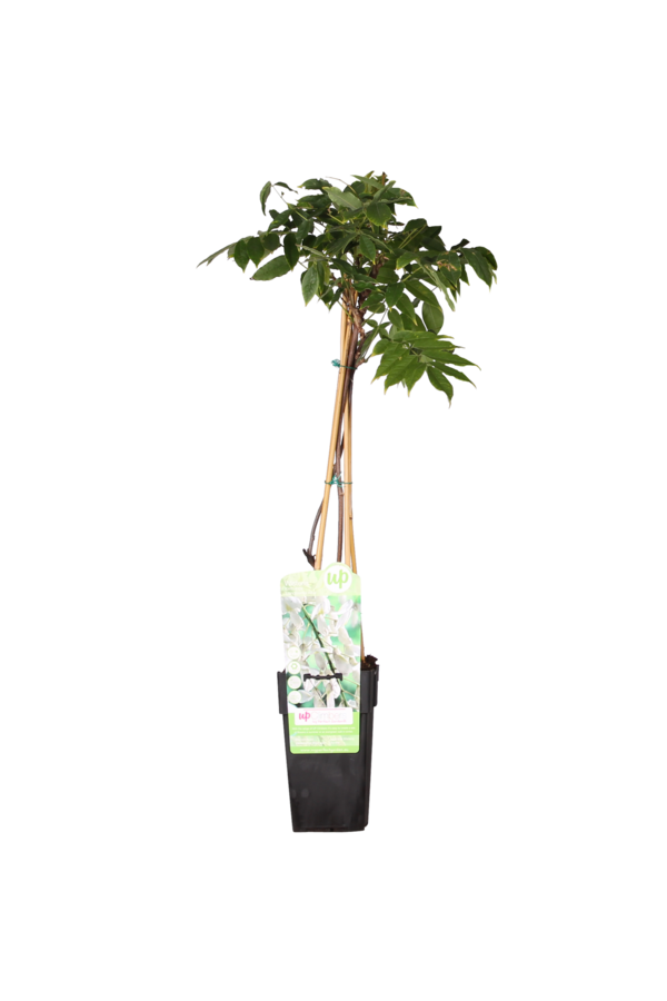 Wisteria Glicynia Alba