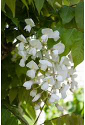 Wisteria Glicynia Alba
