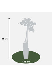 Wisteria Glicynia Alba
