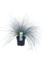 Kostrzewa sina Azura Blue®