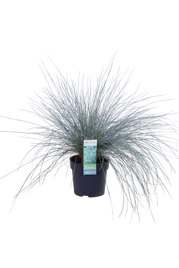 Kostrzewa sina Azura Blue®