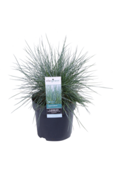 Kostrzewa sina Azura Blue®