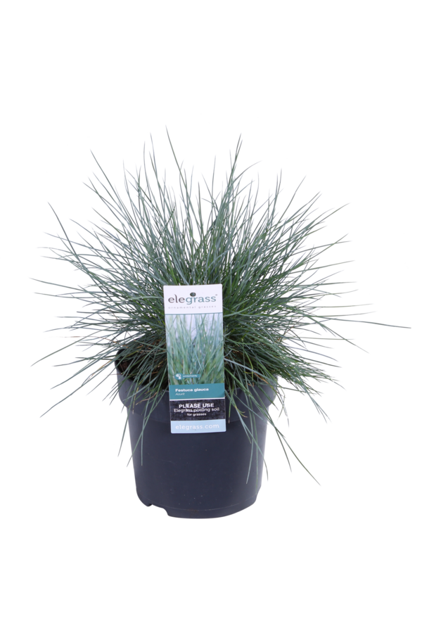 Kostrzewa sina Azura Blue®