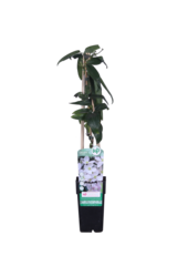 Clematis Zimozielony Powojnik Armandii