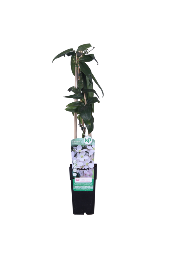 Powojnik Armandii z liśćmi zimowymi