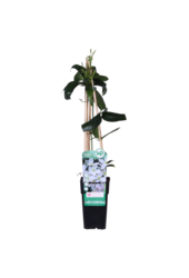 Clematis Zimozielony Powojnik Armandii