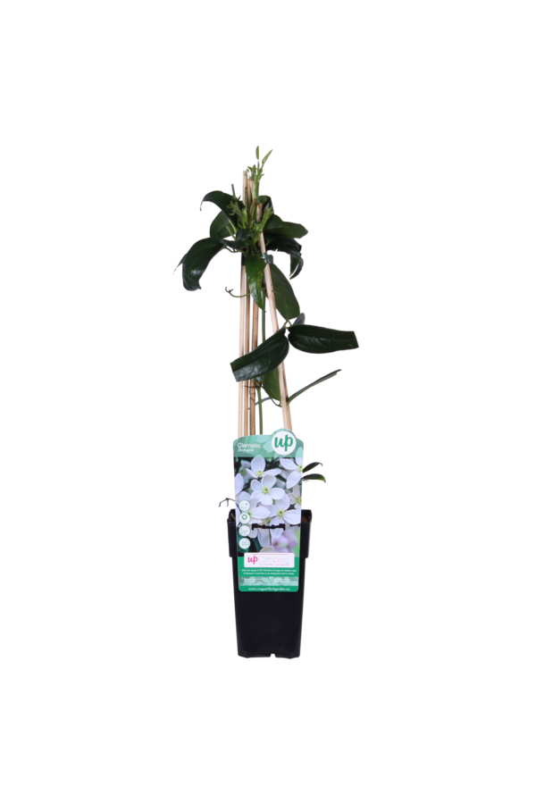 Powojnik Armandii z liśćmi zimowymi