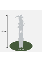 Clematis Zimozielony Powojnik Armandii