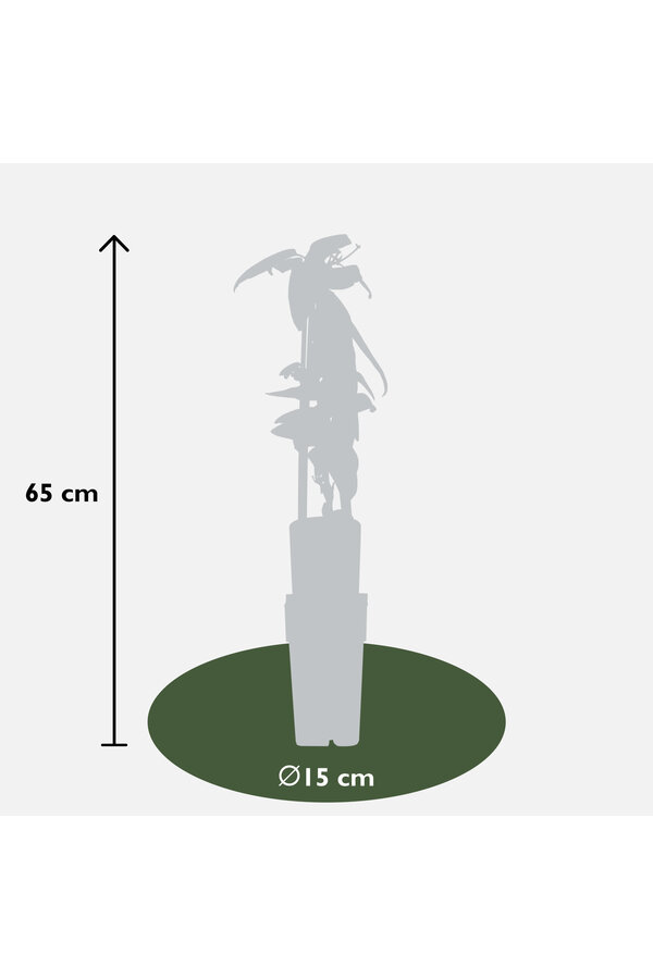 Clematis Zimozielony Powojnik Armandii