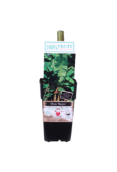 Bananowiec Basjoo