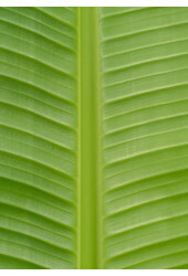 Bananowiec Basjoo