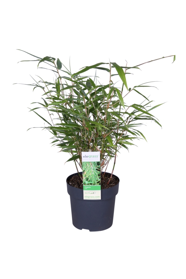 Bambus Fargesia