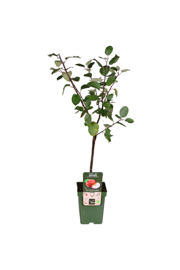 BIO Jabłoń Malus Rode Boskoop