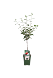 BIO Jabłoń Malus Rode Boskoop