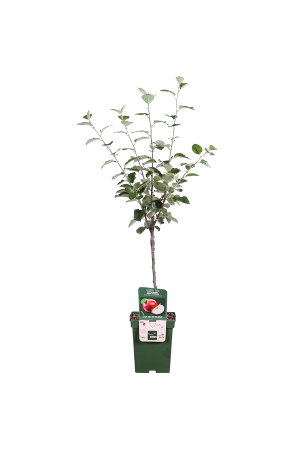 BIO Jabłoń Malus Rode Boskoop