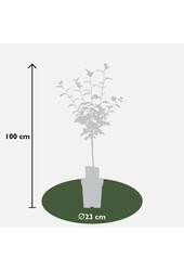 BIO Jabłoń Malus Rode Boskoop