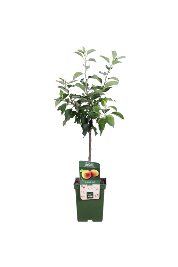 BIO Jabłoń Malus Jonagold