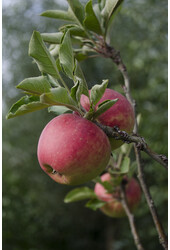 BIO Jabłoń Malus Jonagold