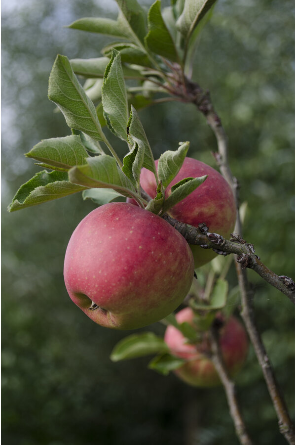 BIO Jabłoń Malus Jonagold