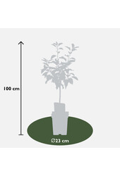 BIO Jabłoń Malus Jonagold
