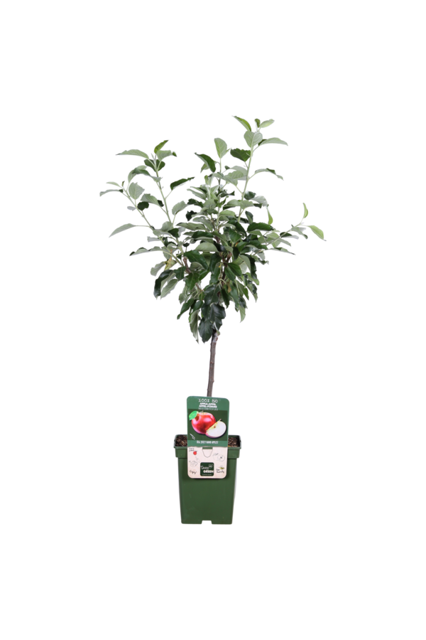 BIO Jabłoń Malus Gala